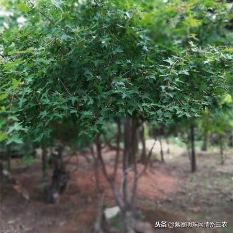 陇南天气，一方水土的呼吸与脾气