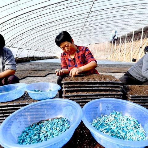 四季流转，夏邑天气里的生活温度