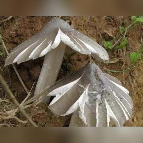 云南省未来一周天气预报,晴雨交替,气温波动需留意 云南省未来一周天气预报,晴雨交替,气温波动需留意