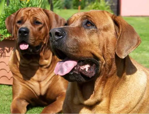世界猛犬排行榜，十大令人敬畏的犬种