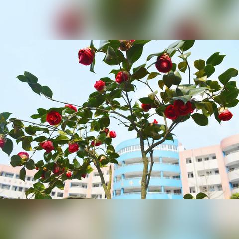 长春未来30天，春暖花开，防寒莫松懈