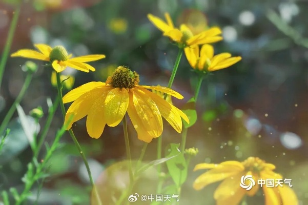 指尖上的四季，一个下载天气的早晨