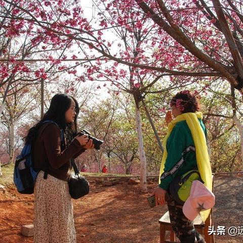 昆明15天天气指南，春日漫步前的必备功课