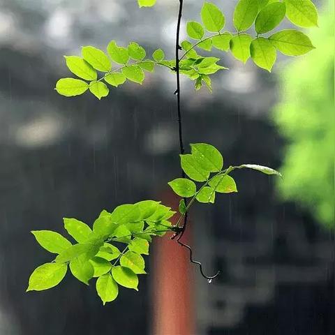 雨落无声 雨落无声